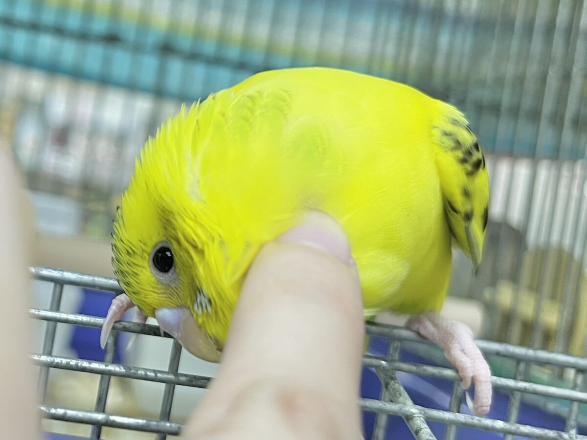 【🆙最新画像あり‼️】のりたまひよこちゃん🐣✨ セキセイインコ(ハルクイン) セキセイインコ