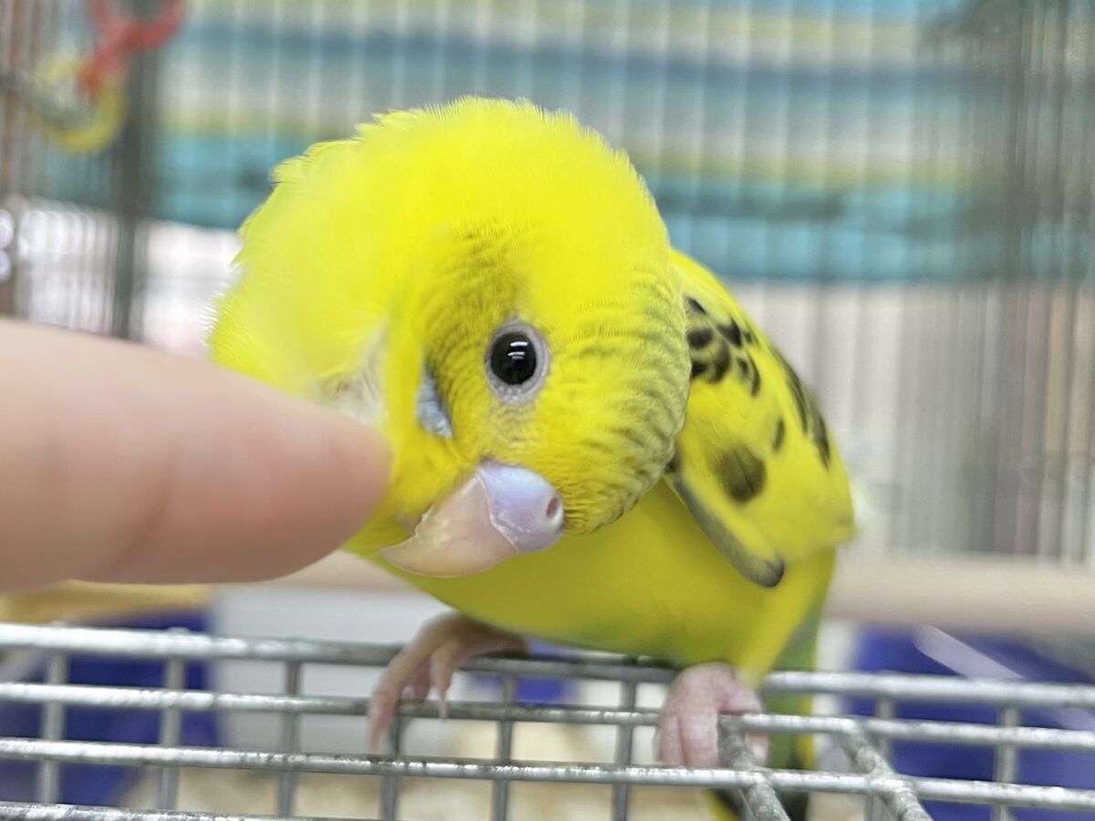 【🆙最新画像あり‼️】のりたまひよこちゃん🐣✨ セキセイインコ(ハルクイン) セキセイインコ