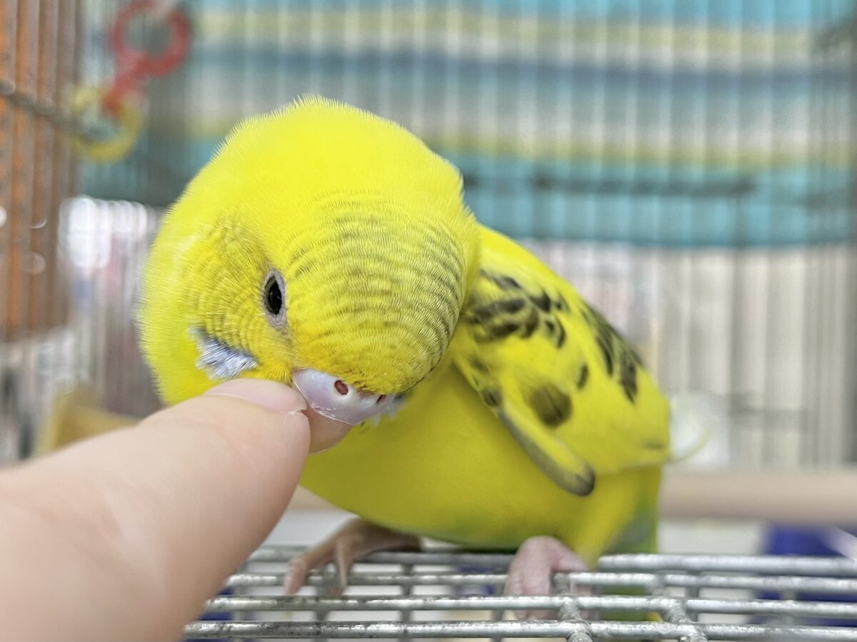 【🆙最新画像あり‼️】のりたまひよこちゃん🐣✨ セキセイインコ(ハルクイン) セキセイインコ