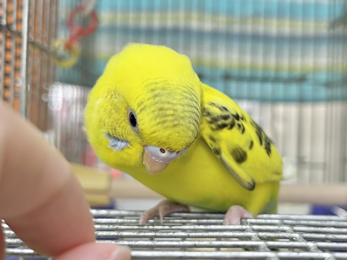 【🆙最新画像あり‼️】のりたまひよこちゃん🐣✨ セキセイインコ(ハルクイン) セキセイインコ