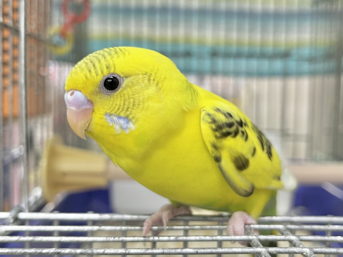 【🆙最新画像あり‼️】のりたまひよこちゃん🐣✨ セキセイインコ(ハルクイン) セキセイインコ