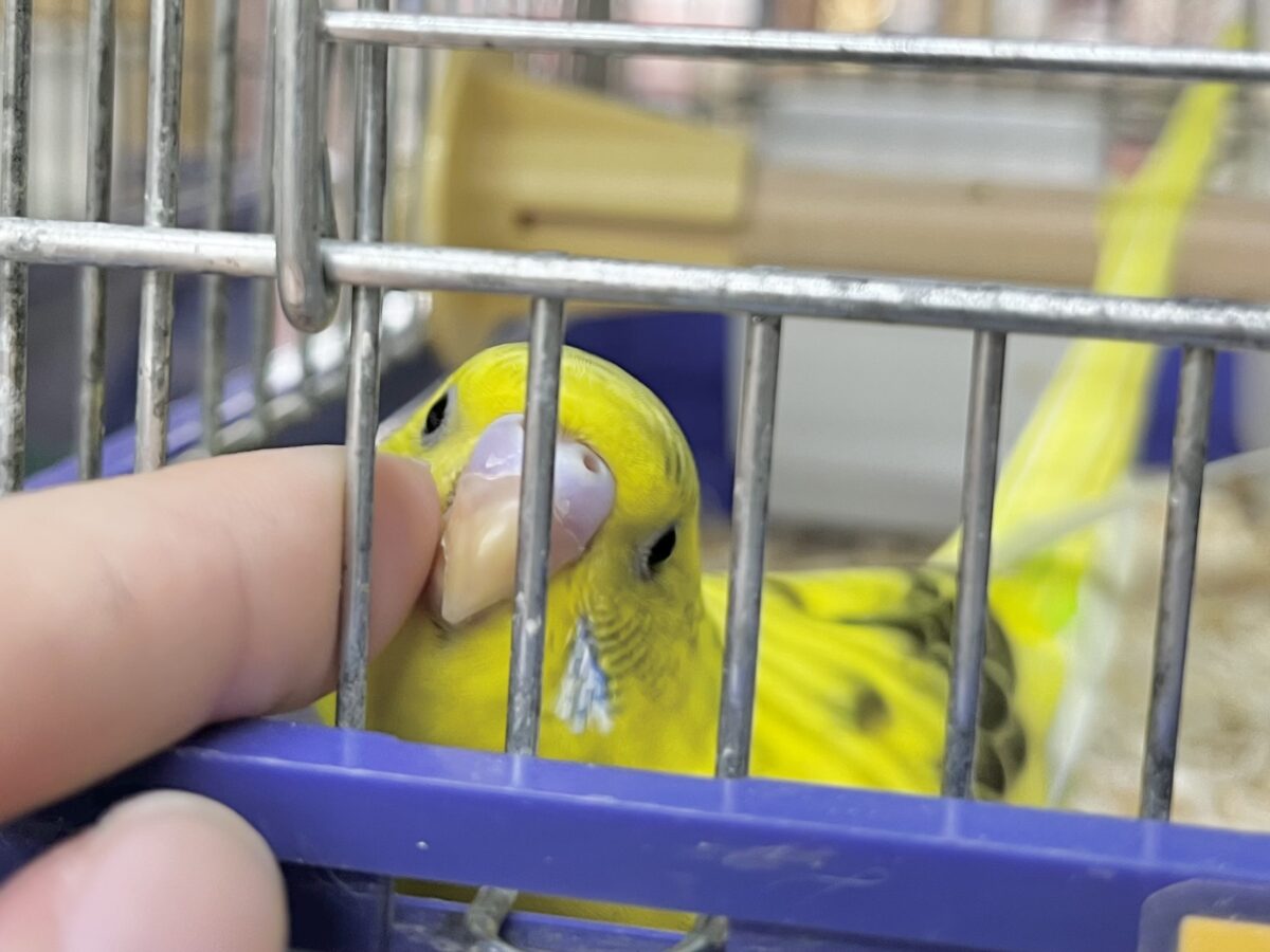 【🆙最新画像あり‼️】のりたまひよこちゃん🐣✨ セキセイインコ(ハルクイン) セキセイインコ