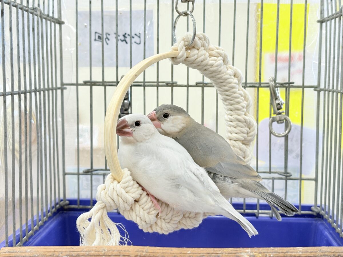 シルバー文鳥