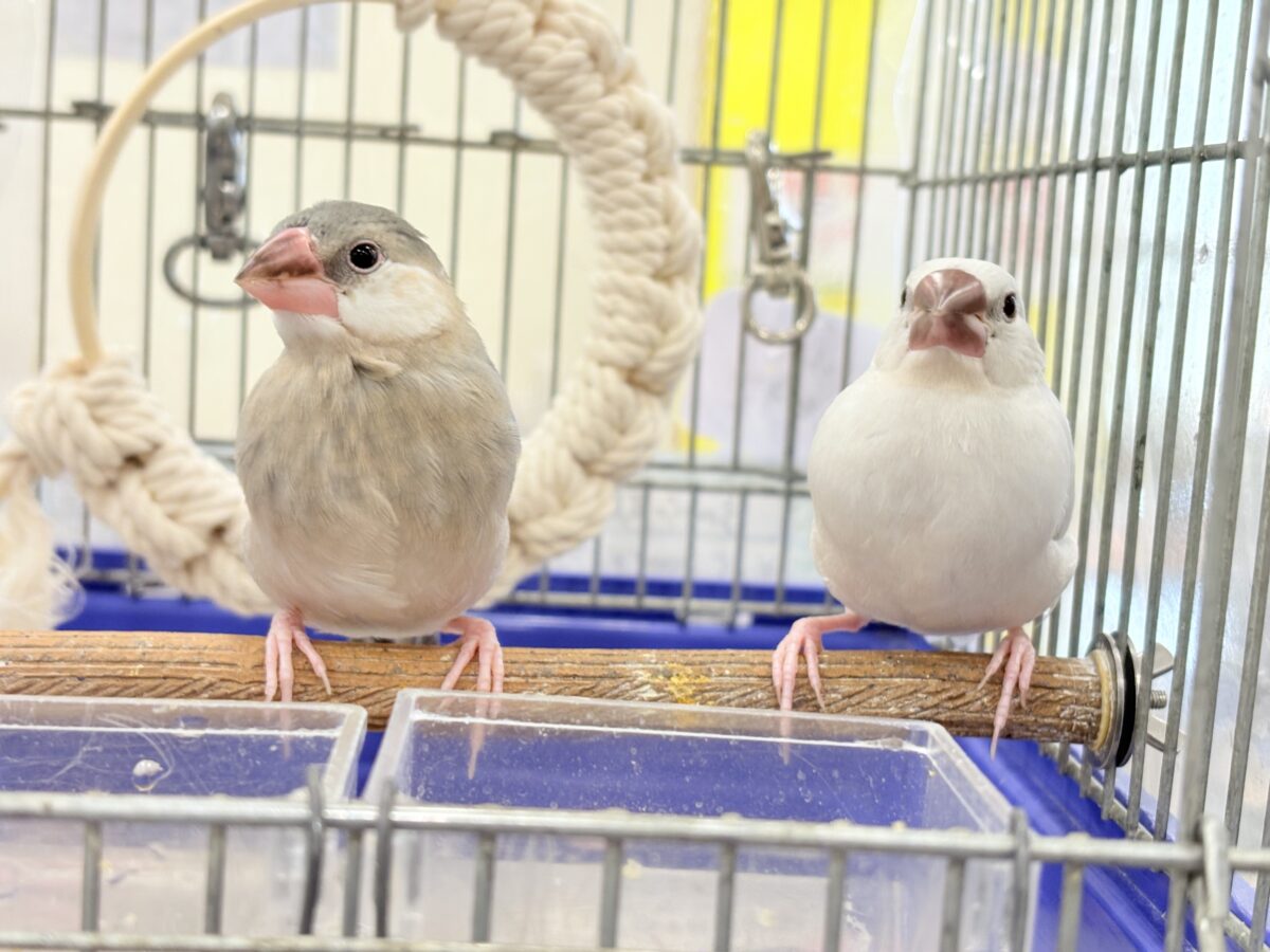シルバー文鳥