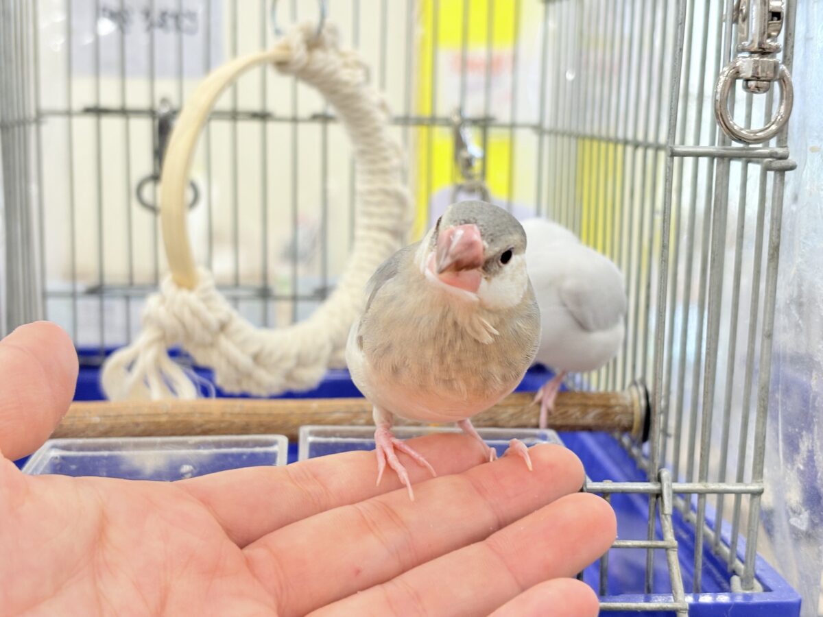 【最新画像更新🪄ひとり餌になりました☆】風切羽にひと癖あるよ🪶🫧桜文鳥 ヒナ 桜文鳥