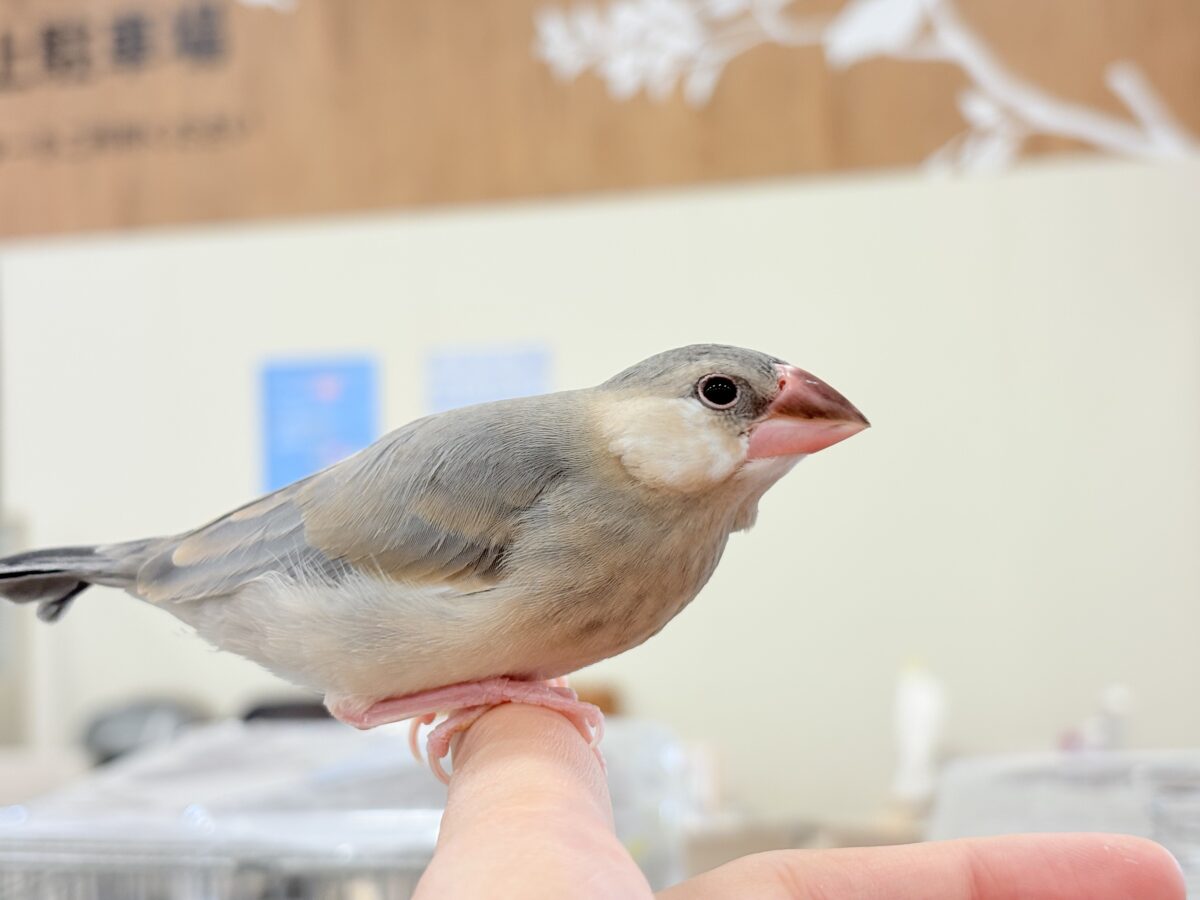 【最新画像更新🪄ひとり餌になりました☆】風切羽にひと癖あるよ🪶🫧桜文鳥 ヒナ 桜文鳥