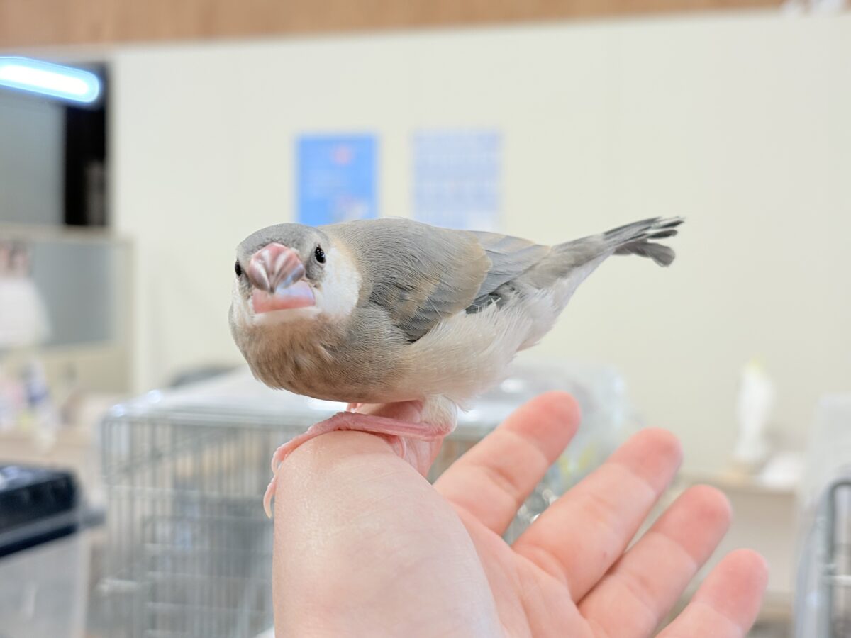 【最新画像更新🪄ひとり餌になりました☆】風切羽にひと癖あるよ🪶🫧桜文鳥 ヒナ 桜文鳥