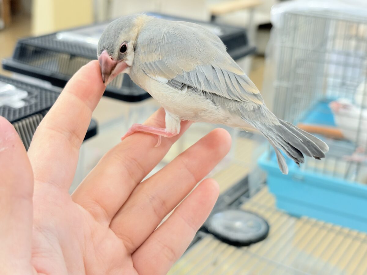 【最新画像更新🪄ひとり餌になりました☆】風切羽にひと癖あるよ🪶🫧桜文鳥 ヒナ 桜文鳥