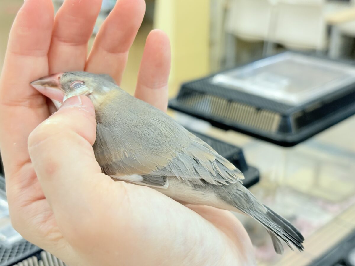 【最新画像更新🪄ひとり餌になりました☆】風切羽にひと癖あるよ🪶🫧桜文鳥 ヒナ 桜文鳥