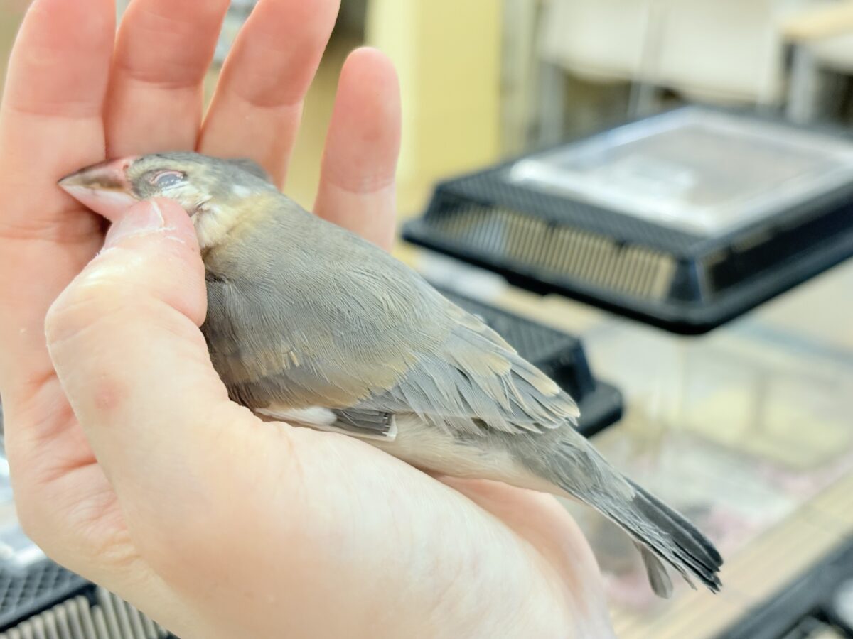 【最新画像更新🪄ひとり餌になりました☆】風切羽にひと癖あるよ🪶🫧桜文鳥 ヒナ 桜文鳥