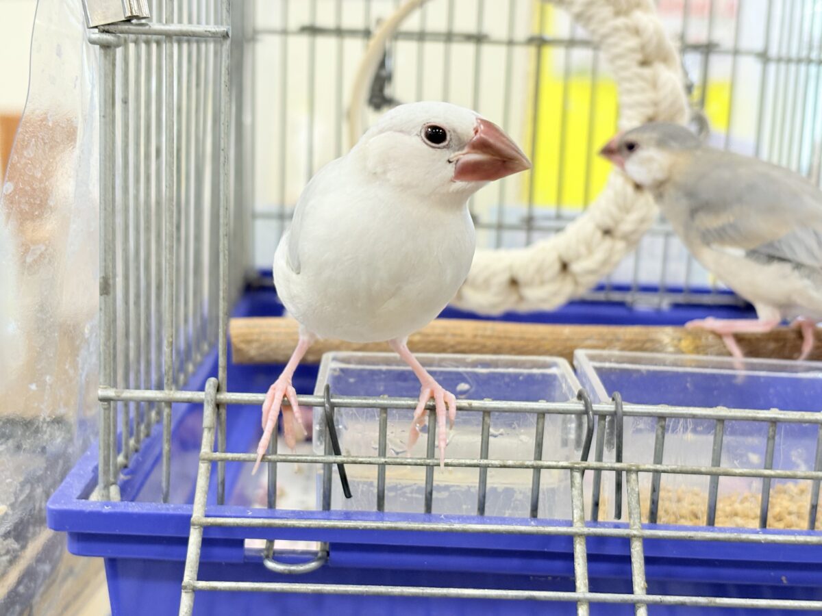 シルバー文鳥