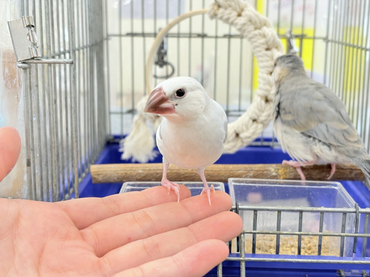 シルバー文鳥