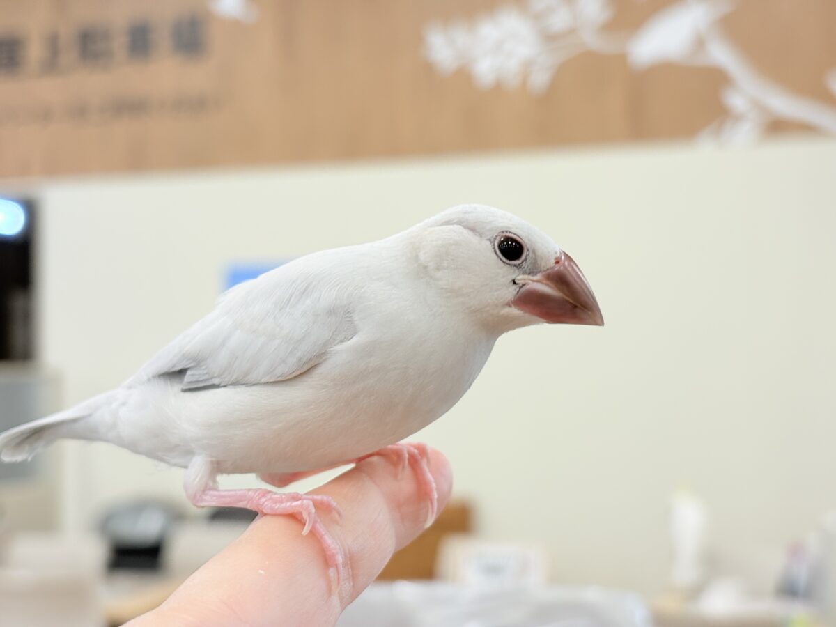 シルバー文鳥