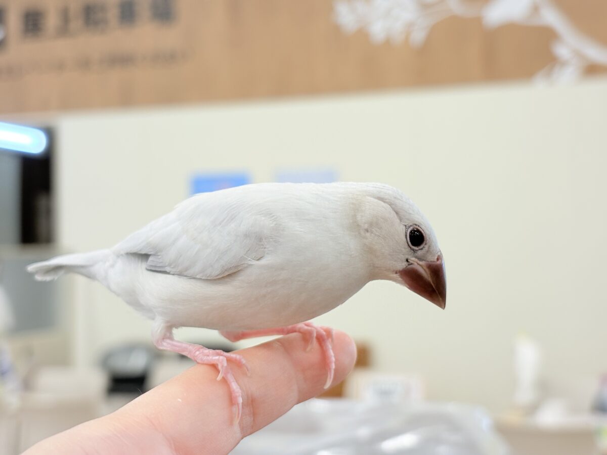 シルバー文鳥