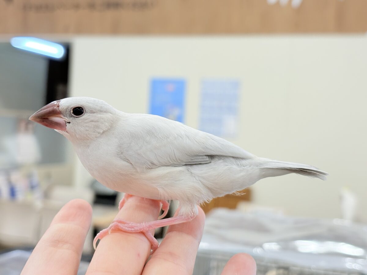 シルバー文鳥