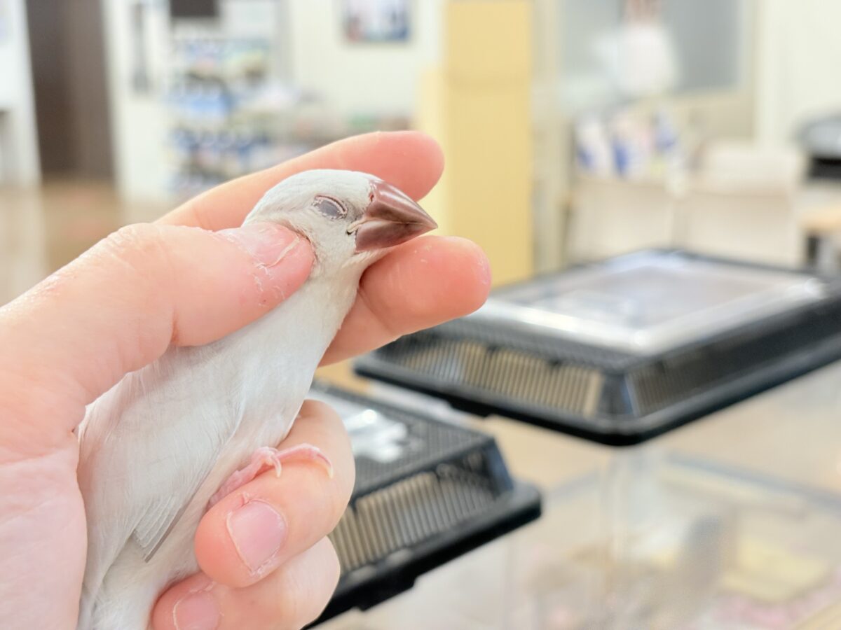 シルバー文鳥