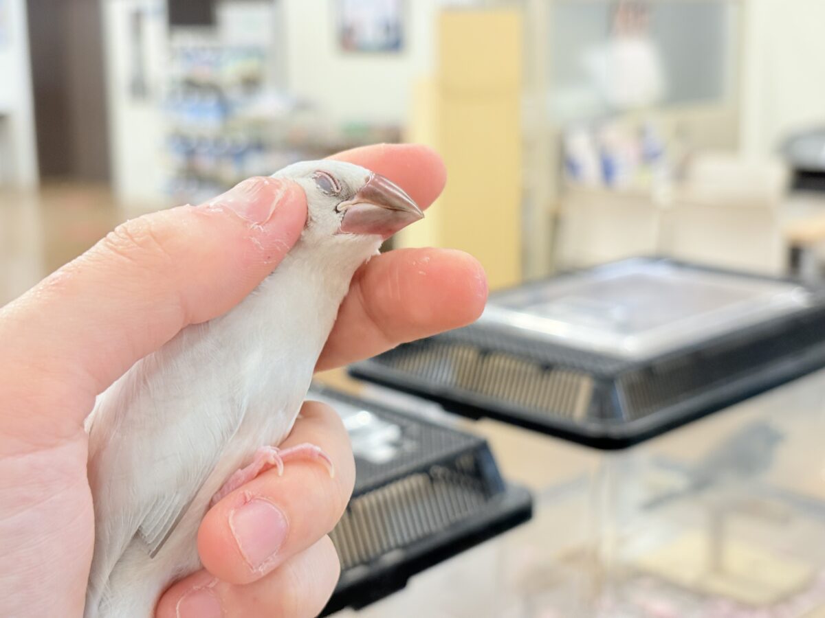 シルバー文鳥