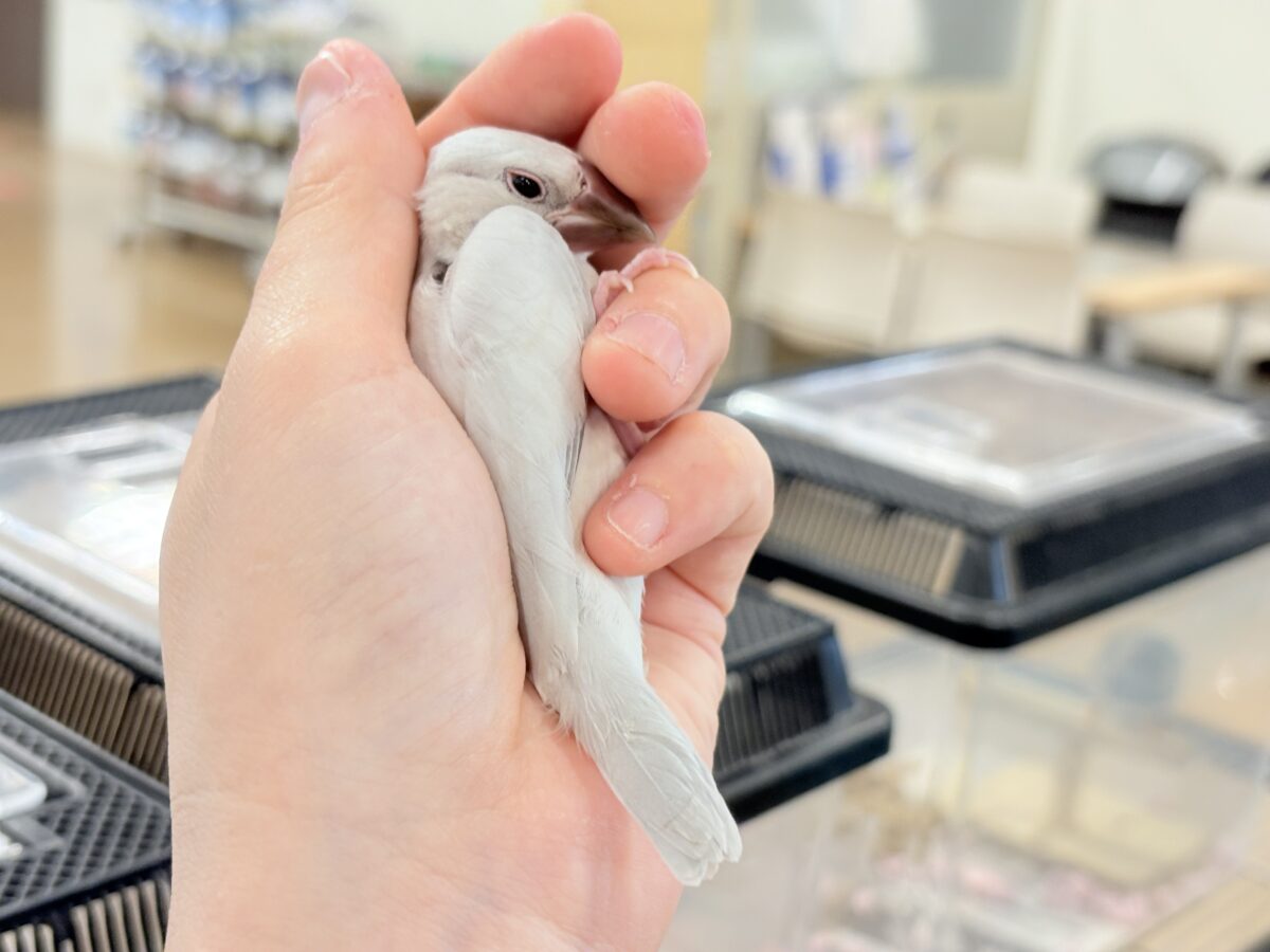 シルバー文鳥