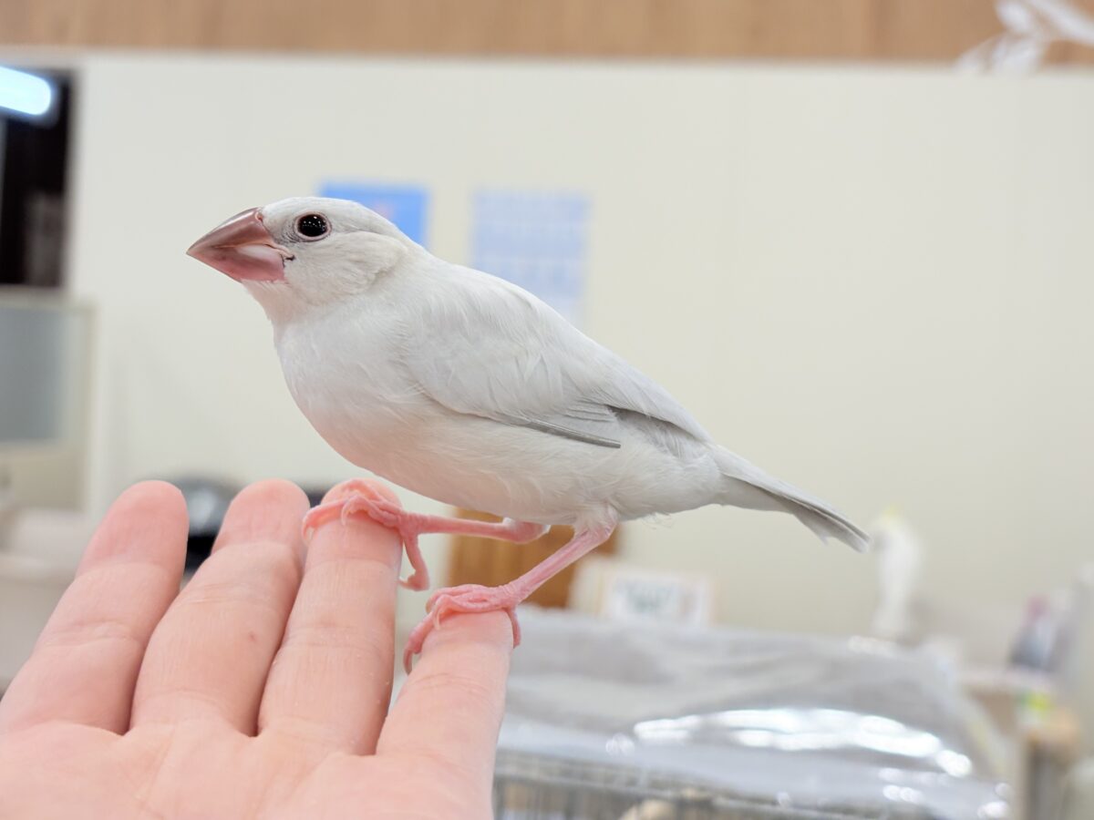 シルバー文鳥