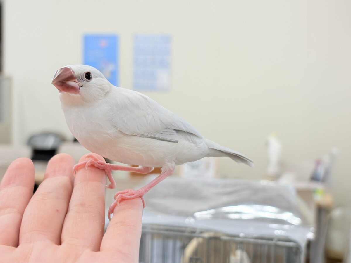シルバー文鳥