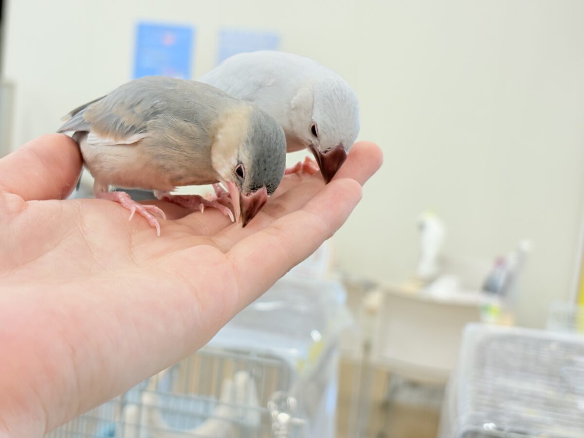 シルバー文鳥