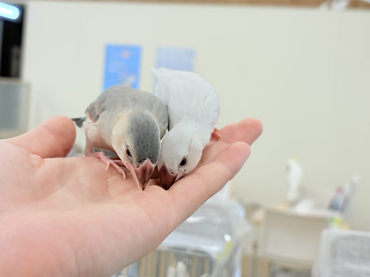 シルバー文鳥