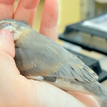【最新画像更新🪄ひとり餌になりました‪☆】風切羽にひと癖あるよ🪶🫧桜文鳥 ヒナ