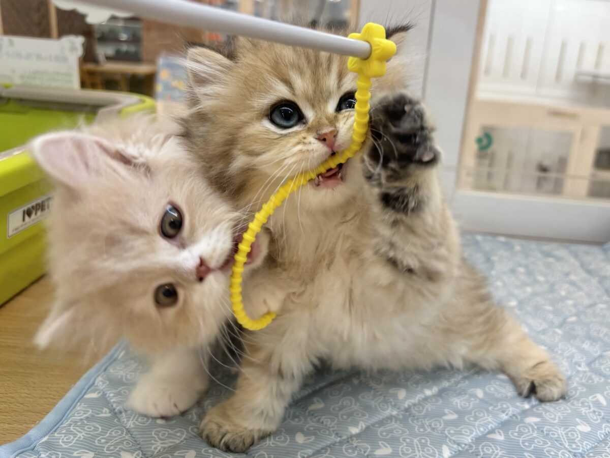 ブリティッシュショートヘア