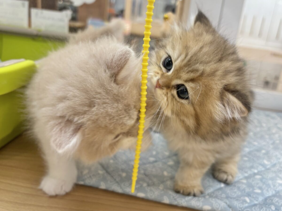 ブリティッシュショートヘア