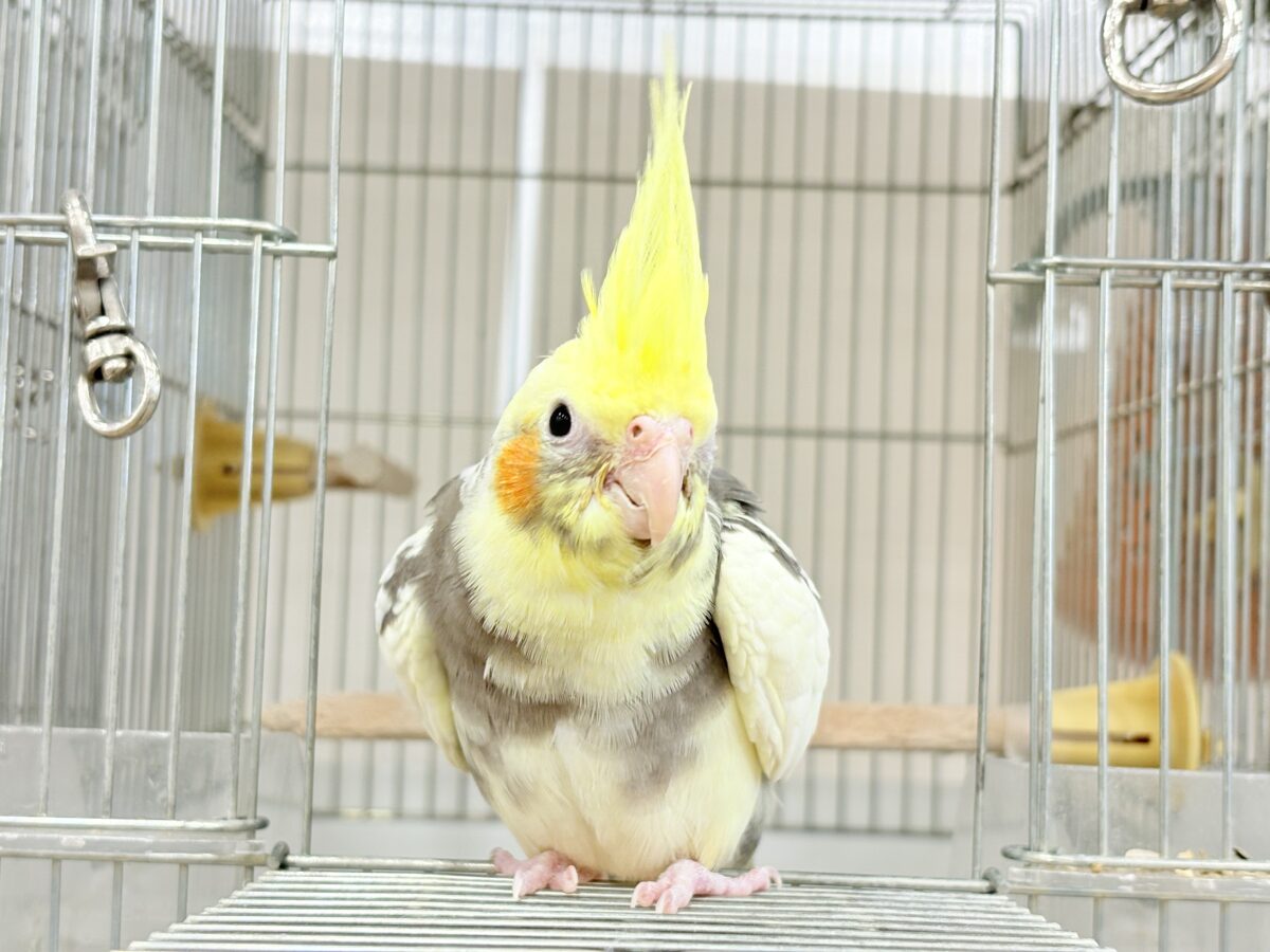 【最新画像更新🪄ひとり餌になりました☆】優しいお顔のオカメちゃん♬*°オカメインコ(パイド) ヒナ オカメインコ