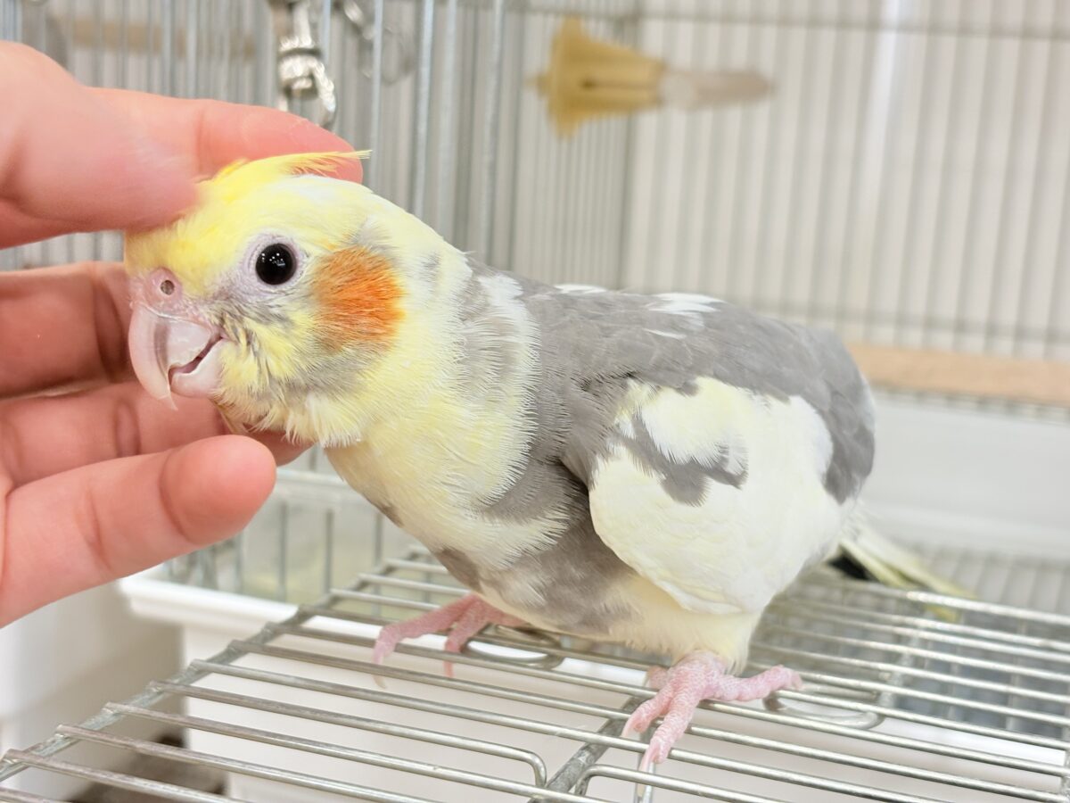 【最新画像更新🪄ひとり餌になりました☆】優しいお顔のオカメちゃん♬*°オカメインコ(パイド) ヒナ オカメインコ