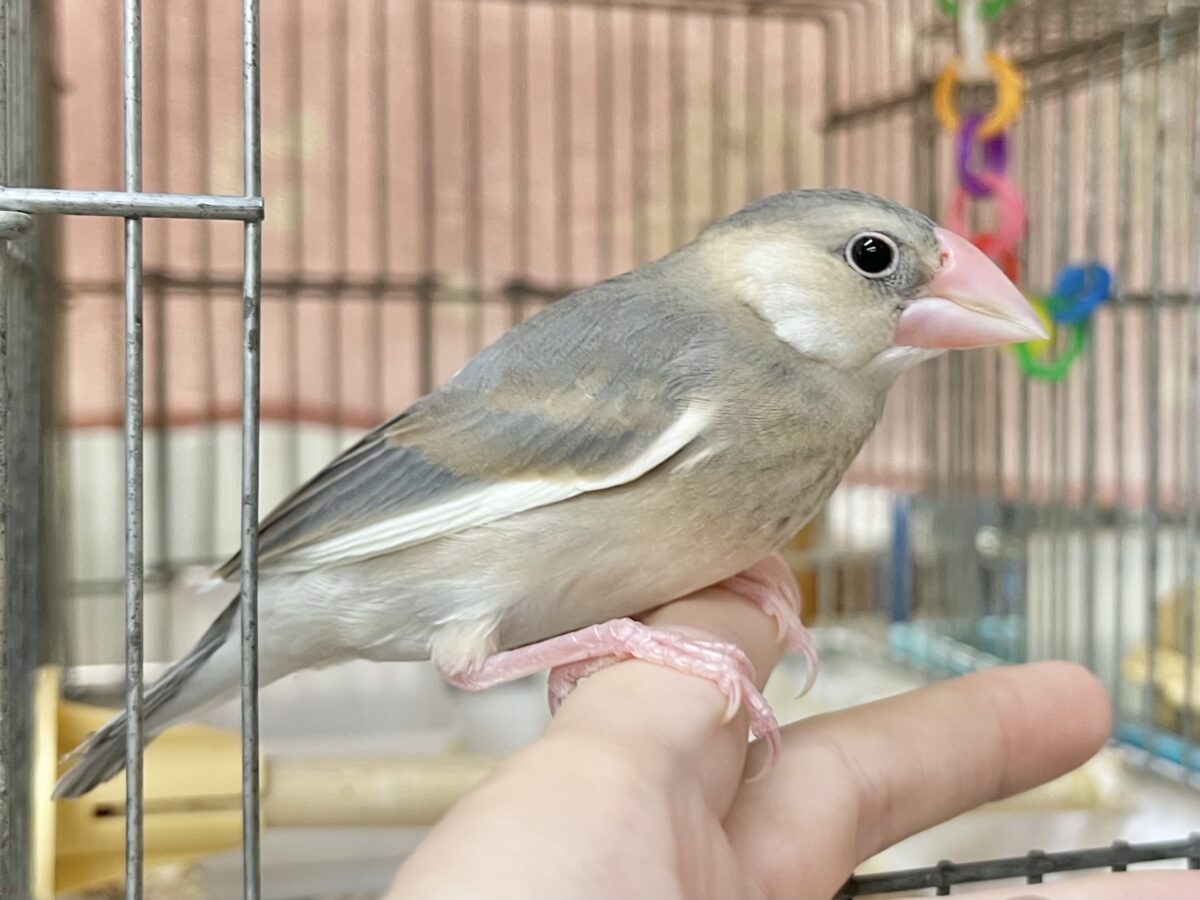 【🆙最新画像あり‼️】大人になったらどんな色〜❓❓ 桜文鳥 桜文鳥