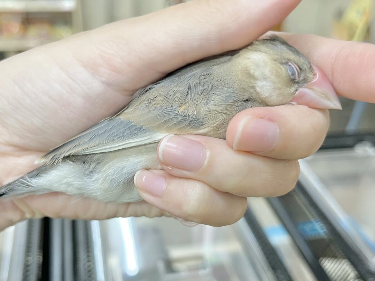 【🆙最新画像あり‼️】大人になったらどんな色〜❓❓ 桜文鳥 桜文鳥