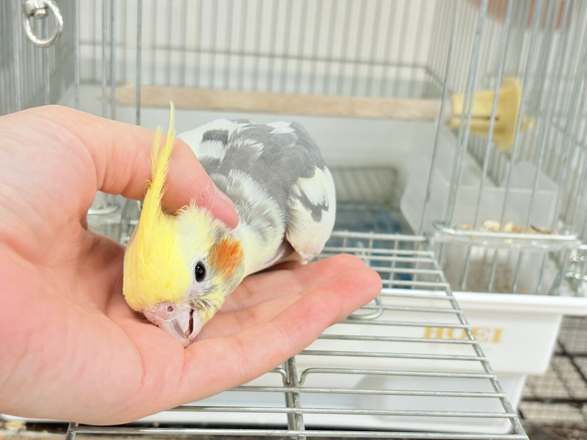 【最新画像更新🪄ひとり餌になりました☆】優しいお顔のオカメちゃん♬*°オカメインコ(パイド) ヒナ オカメインコ