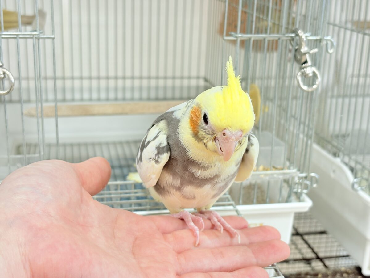 【最新画像更新🪄ひとり餌になりました☆】優しいお顔のオカメちゃん♬*°オカメインコ(パイド) ヒナ オカメインコ