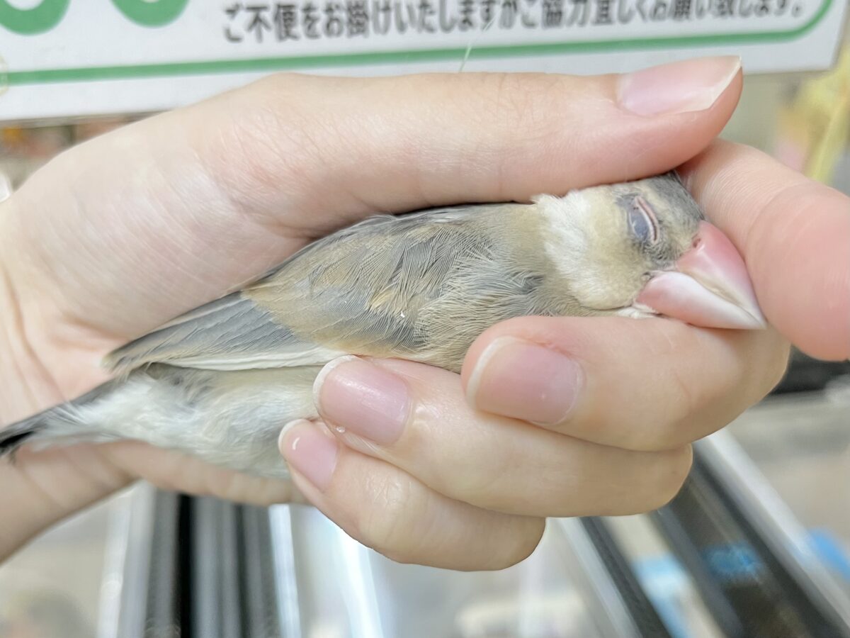 【🆙最新画像あり‼️】大人になったらどんな色〜❓❓ 桜文鳥 桜文鳥