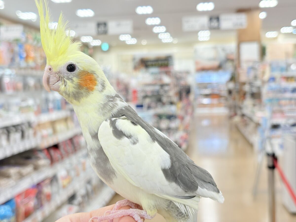 【最新画像更新🪄ひとり餌になりました☆】優しいお顔のオカメちゃん♬*°オカメインコ(パイド) ヒナ オカメインコ