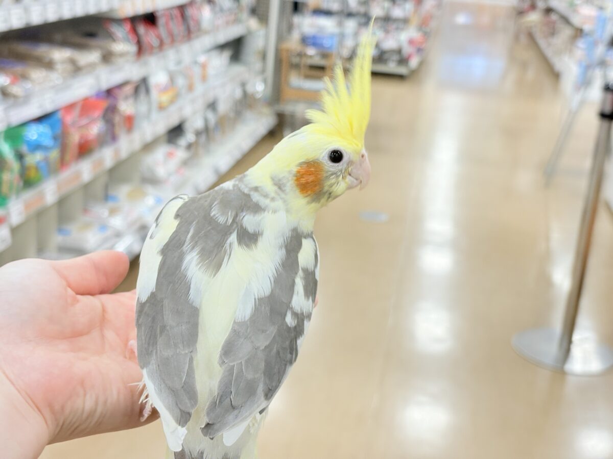 【最新画像更新🪄ひとり餌になりました☆】優しいお顔のオカメちゃん♬*°オカメインコ(パイド) ヒナ オカメインコ