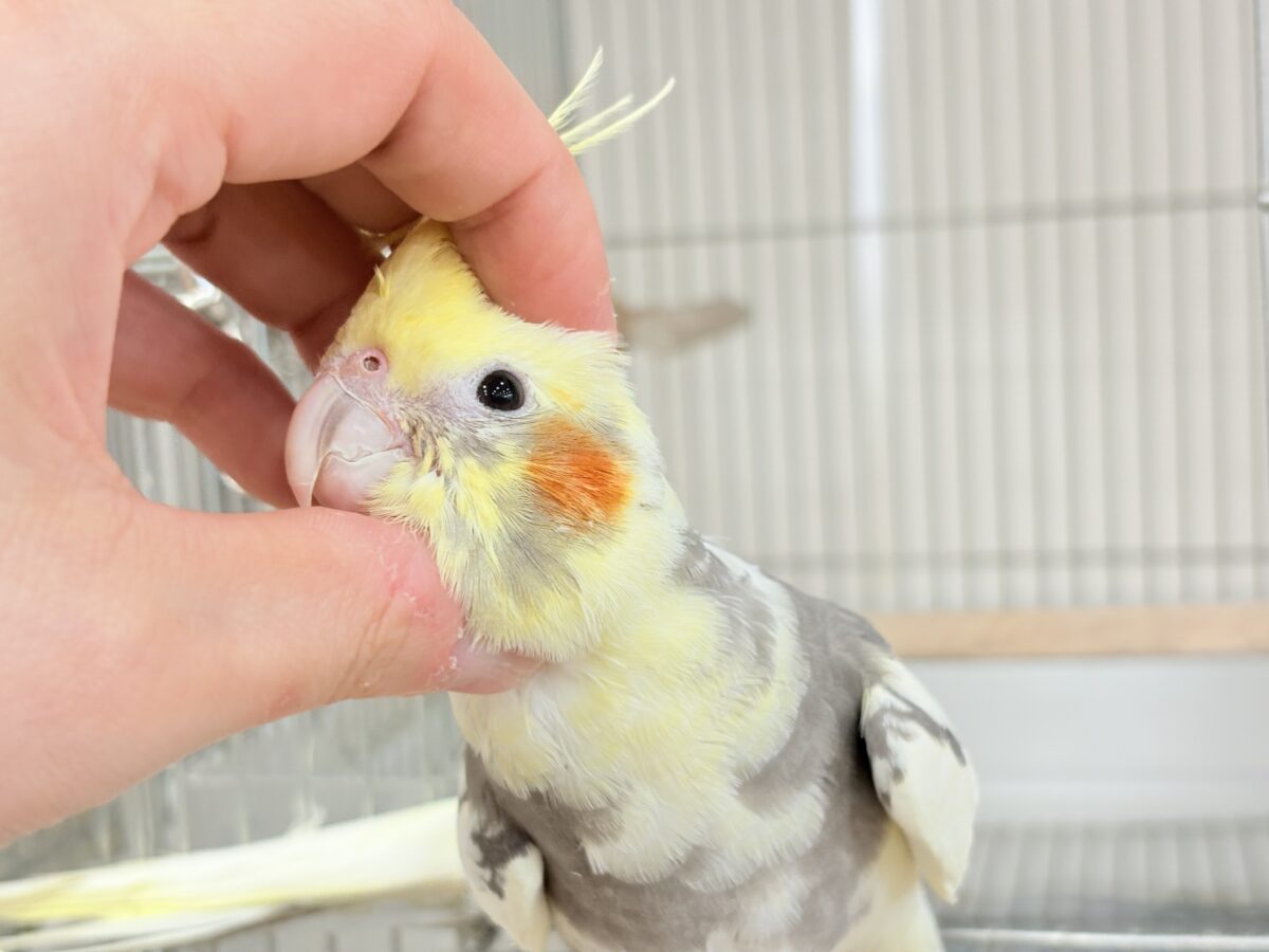 【最新画像更新🪄ひとり餌になりました☆】優しいお顔のオカメちゃん♬*°オカメインコ(パイド) ヒナ オカメインコ