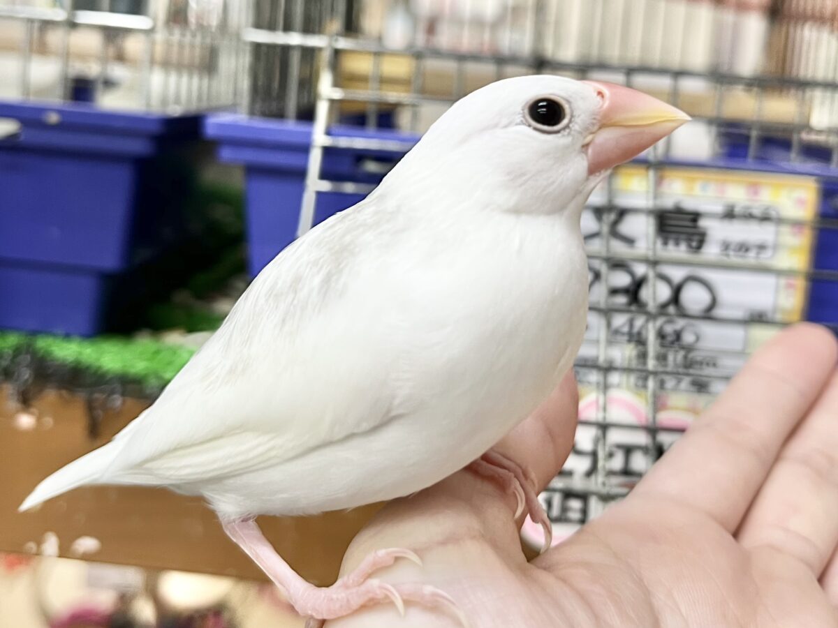 【🆙最新画像あり‼️】スベスベおもち〜☺️🤍✨ 白文鳥 白文鳥