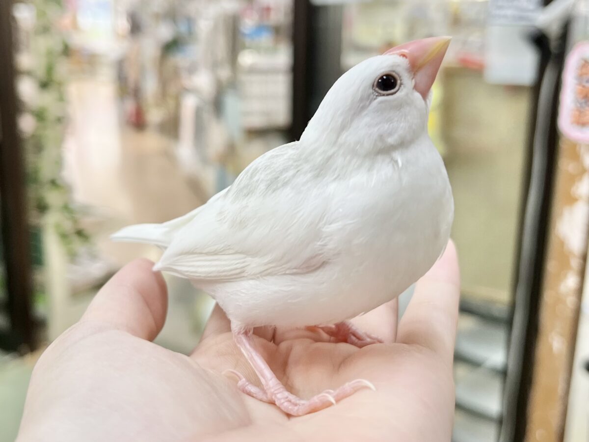 【🆙最新画像あり‼️】スベスベおもち〜☺️🤍✨ 白文鳥 白文鳥
