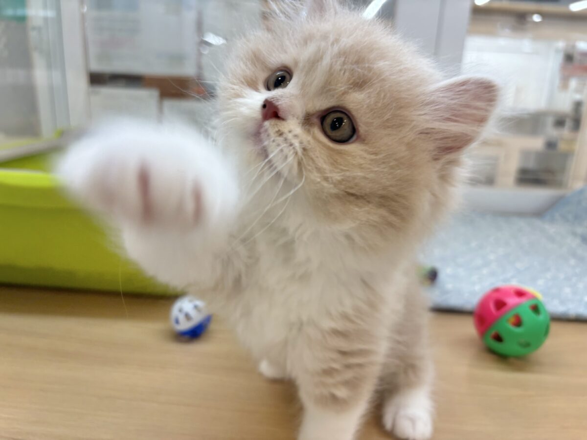 甘え方がとんでもない!?スコティッシュフォールドくん! スコティッシュフォールド