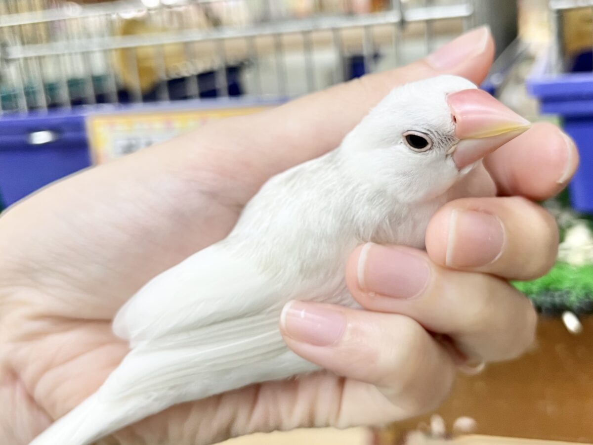 【🆙最新画像あり‼️】スベスベおもち〜☺️🤍✨ 白文鳥 白文鳥