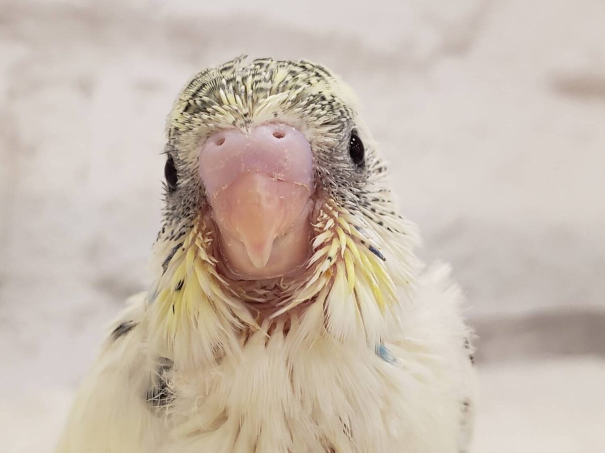 【動画更新🪄ひとり餌になりました☆】上目遣いの上級者🐣💫セキセイインコ(クリームハルクイン) ヒナ セキセイインコ