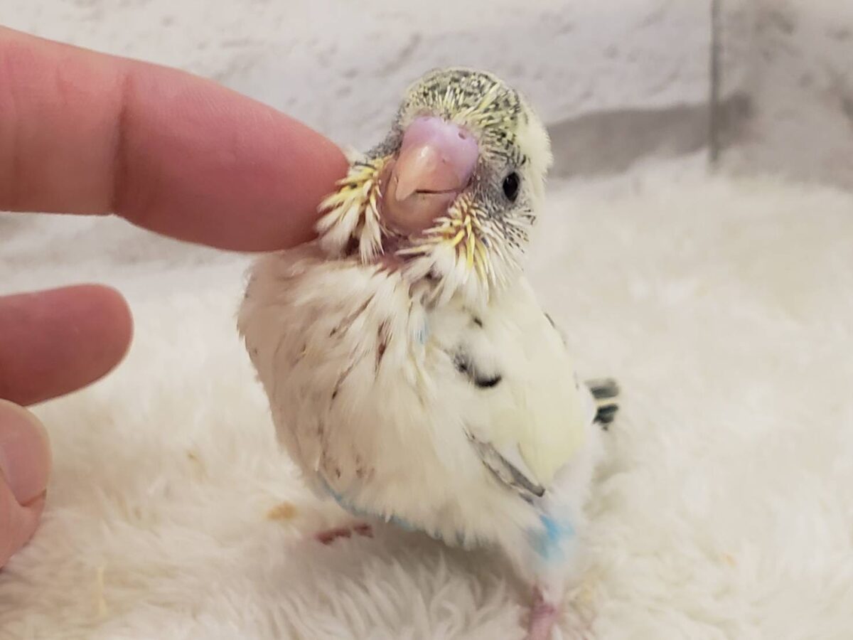 【動画更新🪄ひとり餌になりました☆】上目遣いの上級者🐣💫セキセイインコ(クリームハルクイン) ヒナ セキセイインコ