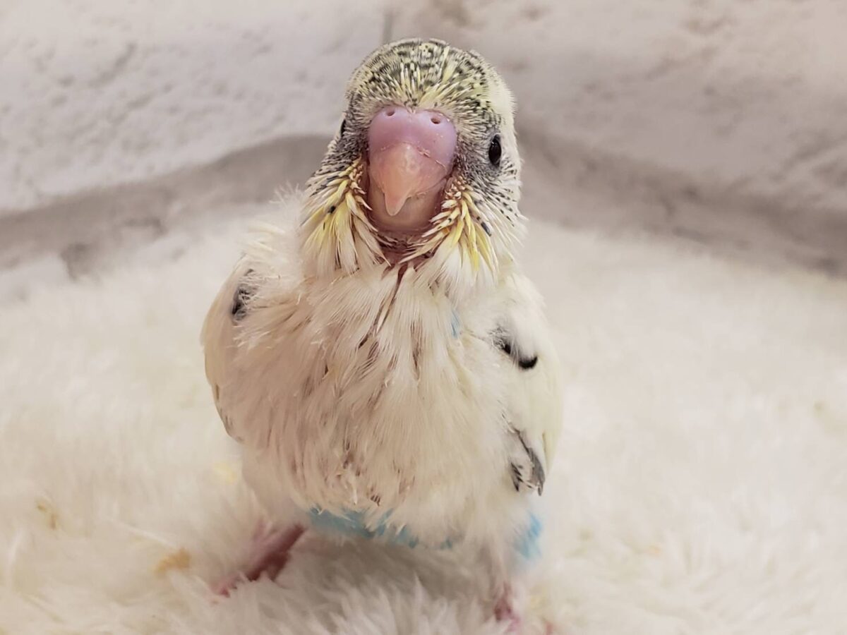 【動画更新🪄ひとり餌になりました☆】上目遣いの上級者🐣💫セキセイインコ(クリームハルクイン) ヒナ セキセイインコ