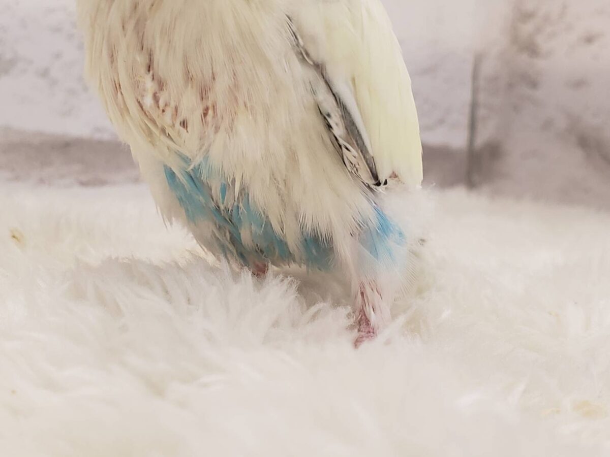【動画更新🪄ひとり餌になりました☆】上目遣いの上級者🐣💫セキセイインコ(クリームハルクイン) ヒナ セキセイインコ