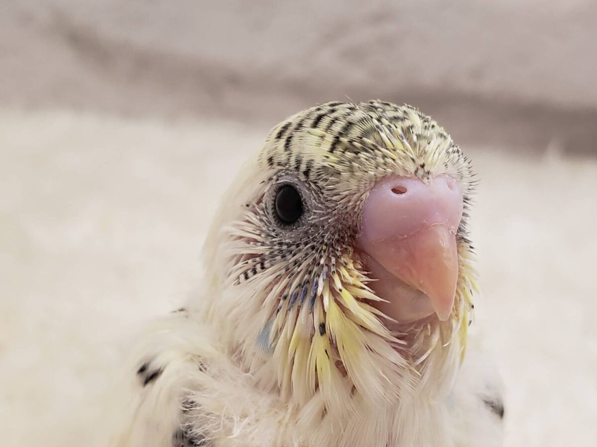 【動画更新🪄ひとり餌になりました☆】上目遣いの上級者🐣💫セキセイインコ(クリームハルクイン) ヒナ セキセイインコ