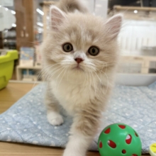 甘え方がとんでもない！？スコティッシュフォールドくん！