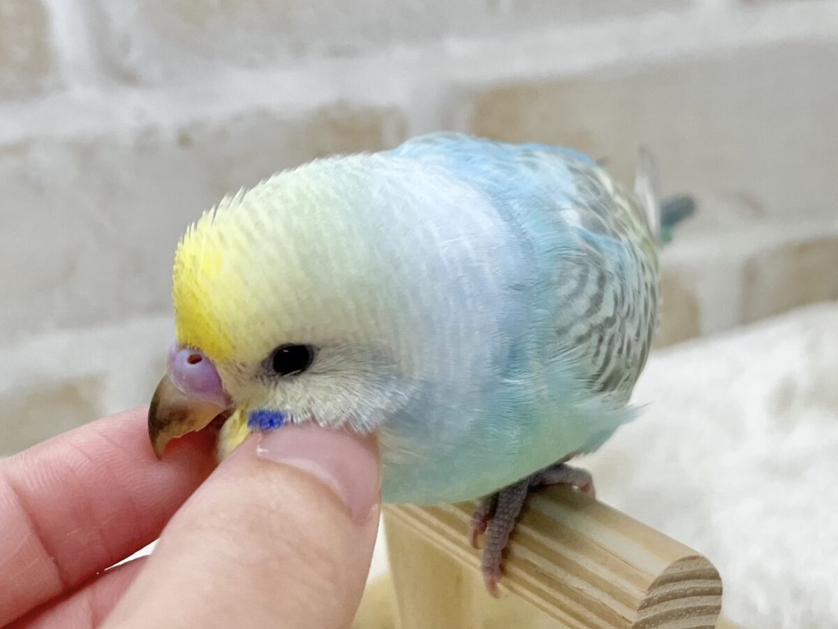 【🆙最新画像あり‼️】甘えん坊ちゃん😍💕 セキセイインコ(パステルレインボー) セキセイインコ